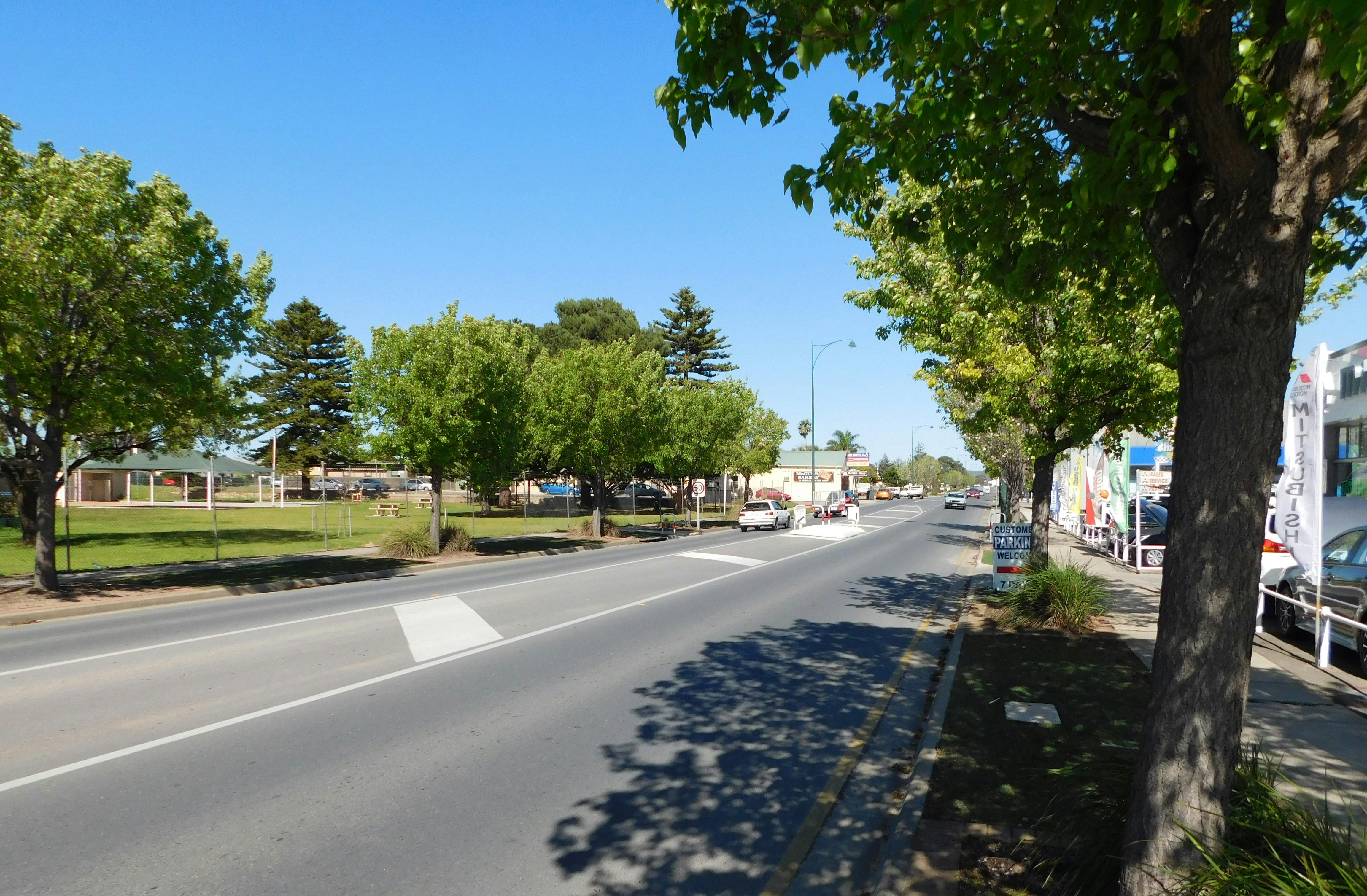 Adelaide Road Trees