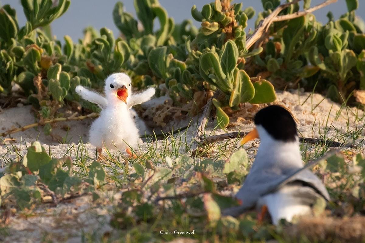 Fairy Tern with chick - Image by Claire Greenwell.JPG