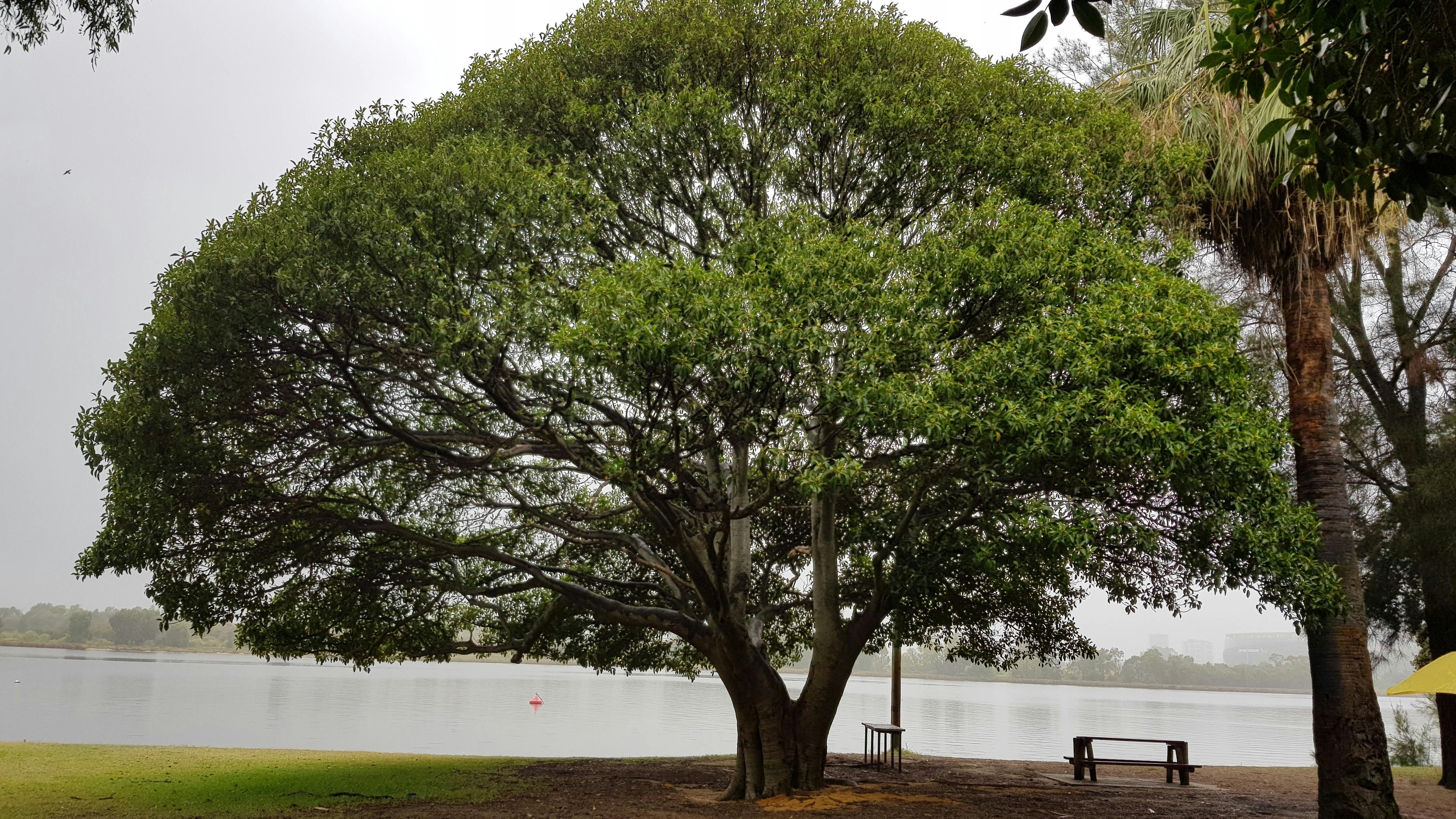 Banks Reserve