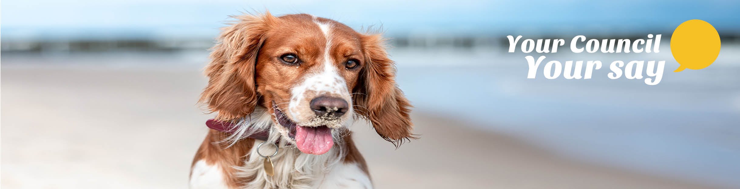 Dog on beach