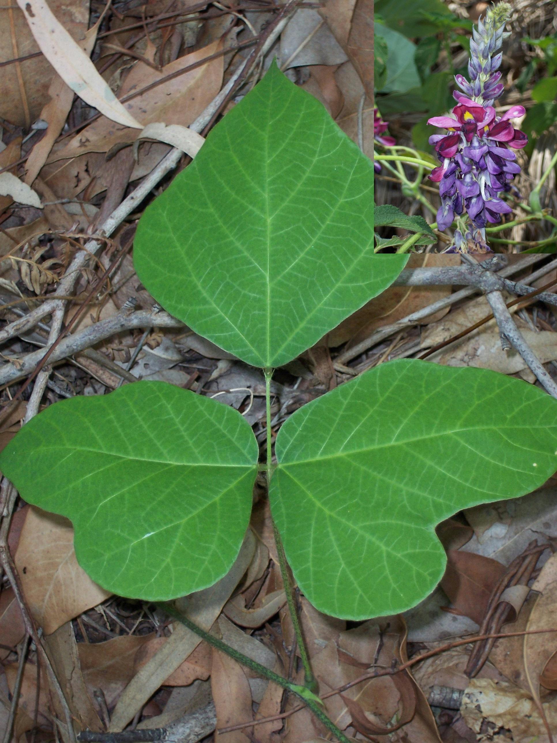 Kudzu