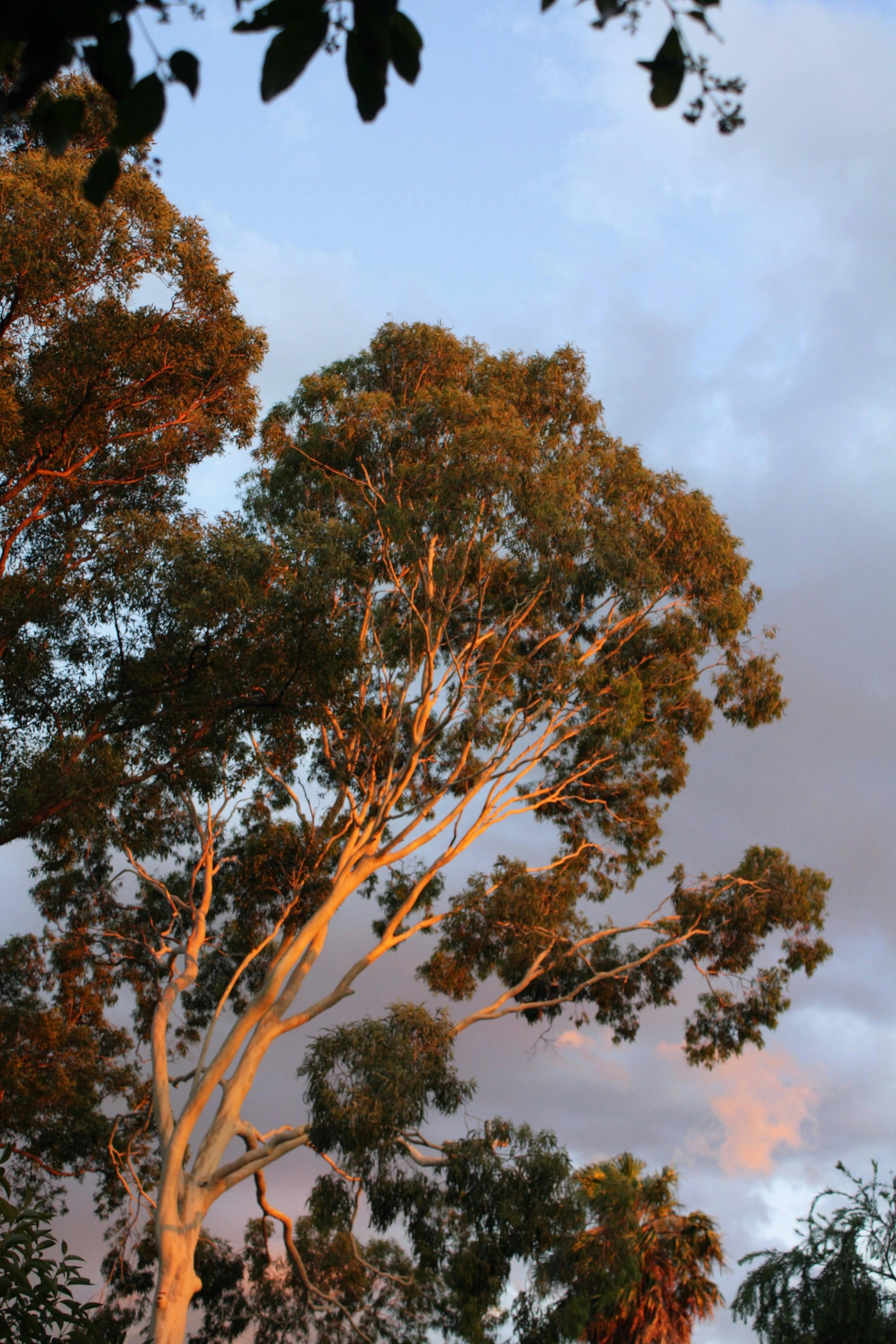 Sukaina Al-Ratrout- Golden Hour.jpeg